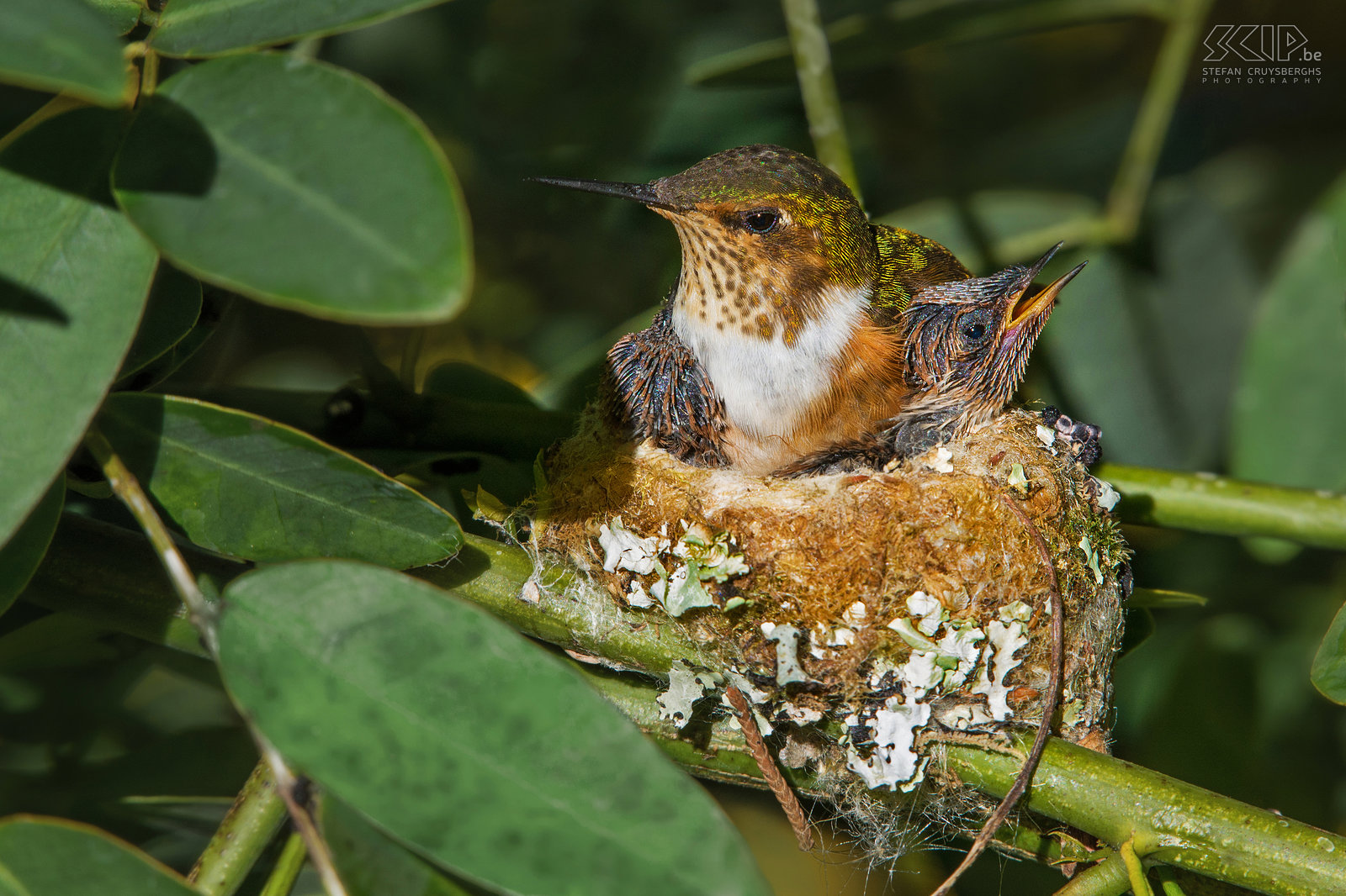 San Gerardo de Dota - Scintillant hummingbird with nest The scintillant hummingbird (selasphorus scintilla) is one of the smallest hummingbirds (6-8cm) which can be found in the mountains of Costa Rica. In the valley of San Gerardo de Dota we spotted several onces like this one on a small nest with two young hummingbirds. Stefan Cruysberghs